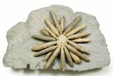 Jurassic Club Urchin (Asterocidaris) - Boulemane, Morocco #365362-1
